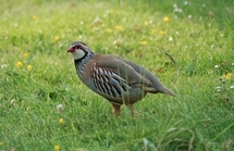 Red-legged partridge, Peter Thompson