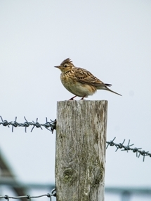 Skylark, Rosa Hicks