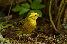 Yellowhammer, Tom Streeter