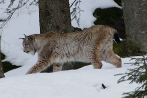 Lynx