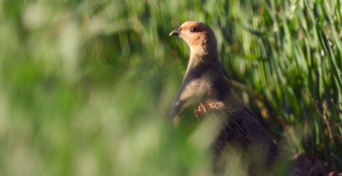 Partridges soar at Balgonie