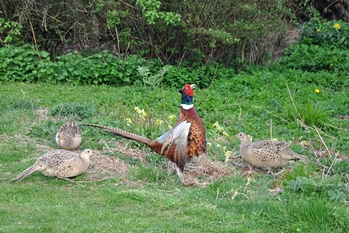 Cock Crowing Plus Hens