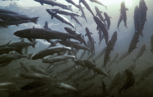 1-Credit -to -Richard -Davies -2a 2o 85n 7h -978x 624