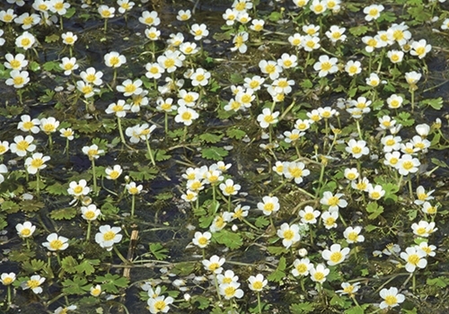 12 Water Crowfoot PT 12 Water Crowfoot PT