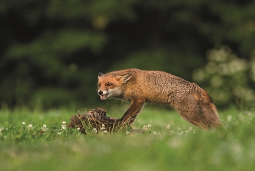 27 Fox Pheasantshutterstock _1244573803Jakl Zdenek 27 Fox Pheasantshutterstock _1244573803Jakl Zdenek