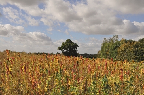 27 Quinoa In Autumn Colour PT 27 Quinoa In Autumn Colour PT