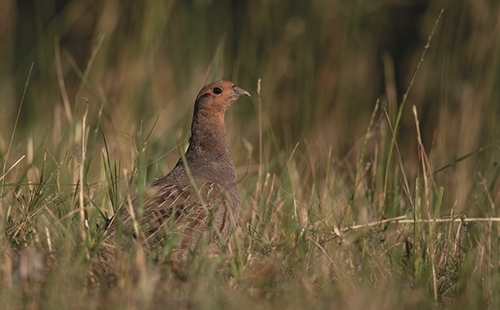 20 Grey Partridge Helge Sørensen 20 Grey Partridge Helge Sørensen