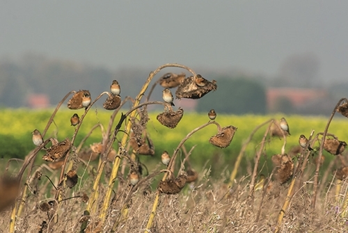 30 2017 Jannie Timmer (3) 30 2017 Jannie Timmer (3)