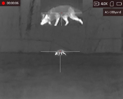 Fox in thermal scope