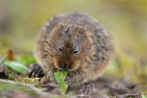 Water -vole -wwwlauriecampbellcom