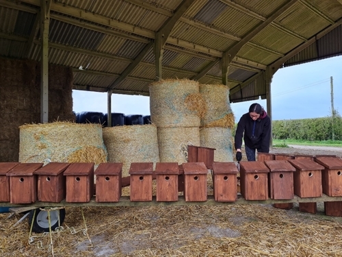 Beth Brown with house sparrow boxes