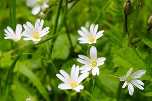 Greater stitchwort