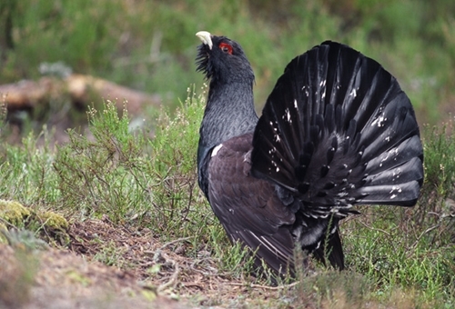 Capercaillie 1-wwwlauriecampbellcom