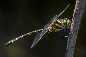 Golden-ringed dragonfly