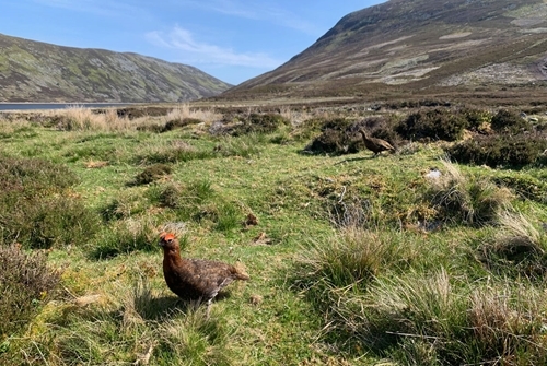 Adult grouse watching over brood Adult grouse watching over brood