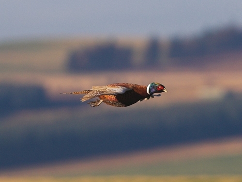 Pheasant -flying -wwwlauriecampbellcom Pheasant -flying -wwwlauriecampbellcom
