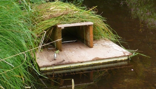 Mink -raft1 Mink -raft1