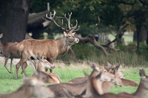 Red deer in New Forest (Megan Lock)