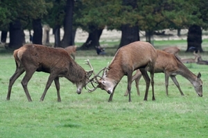 Red deer rutting (Megan Lock)