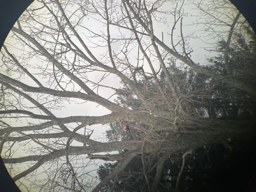 Sea Eagle C .Lydia Farnell Sea Eagle C .Lydia Farnell