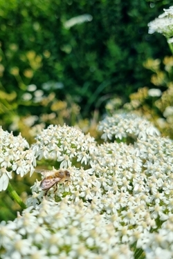 Honeybee on umbel