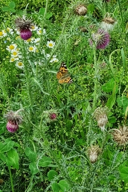 Painted lady amongst knapweed