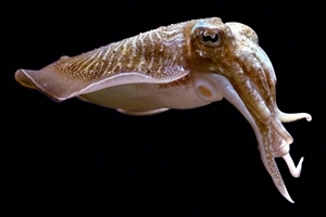 Cuttlefish