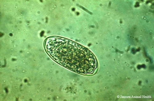 1418_Trichostrongylus