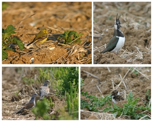 Beige Minimalist Bedroom Photo Collage