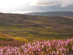 Heather moorland (Credit: Adam Smith)