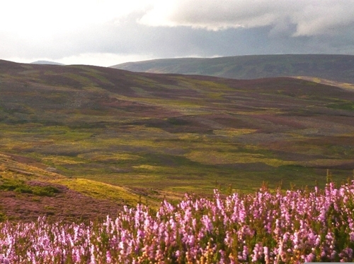 Heather moorland (Credit: Adam Smith)