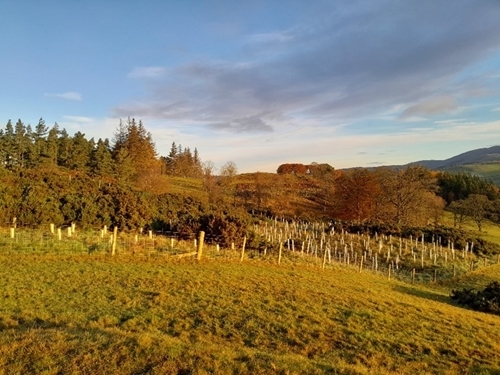Tree planting (Credit Ross Macleod)