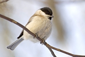 Marsh tit