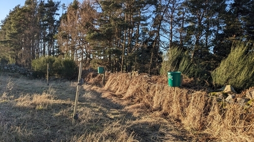 Feeders at Auchnerran