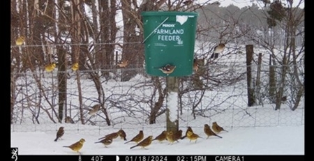 Yellowhammers on Auchnerran feeder