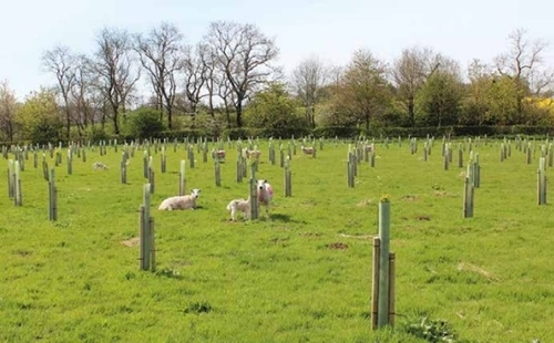 Agroforestry Agroforestry