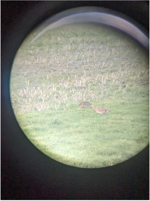 GP through binoculars