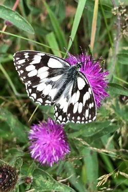 No Mow May butterfly