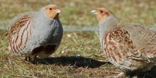 Grey Partridge Appeal