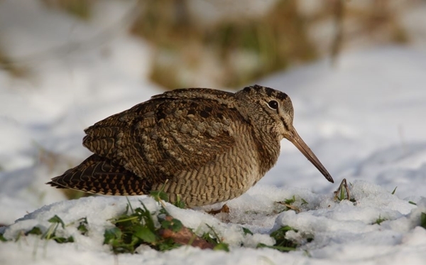 Woodcock By Liz Cutting BTO