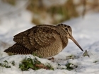 Breeding Woodcock Survey shows steep decline of nearly 50% in Scotland