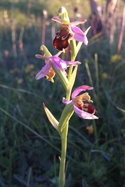 Bee orchid