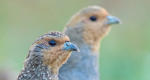 Jasper -brennberger2