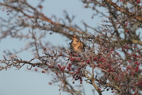 20 Fieldfare Helge Sorensen