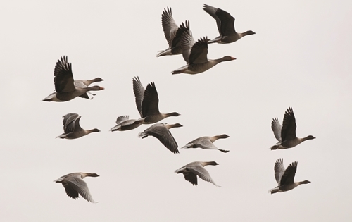 22 Pink Footed Geese Helge Sorensen