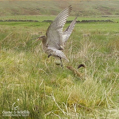 Stoat predating curlew nest Stoat predating curlew nest