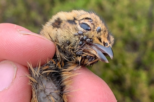 Ticks on red grouse chick Ticks on red grouse chick