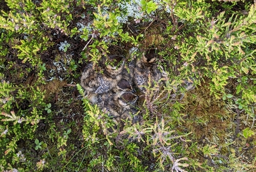 Brood on nest Brood on nest