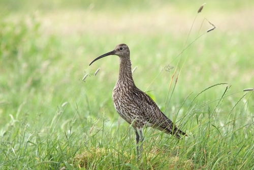 Curlew -Connections -Curlew -Male -1024x 684 Curlew -Connections -Curlew -Male -1024x 684