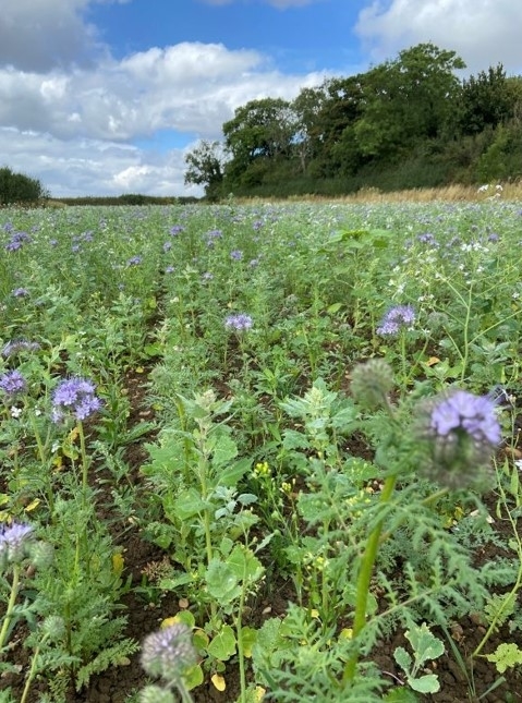 Screenshot 2024-09-13 071534 Screenshot 2024-09-13 071534